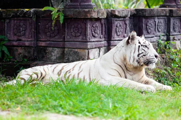 Белый Бенгальский Тигр — стоковое фото