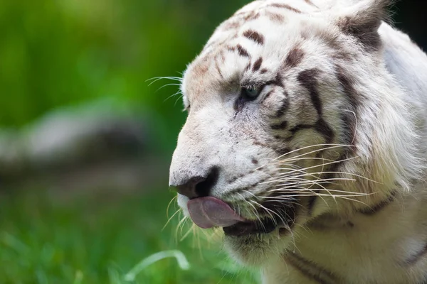 Белый Бенгальский Тигр Стоковое Фото