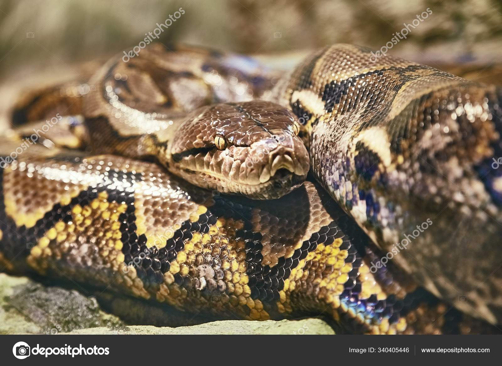 Pitón Reticulado Una Las Serpientes Más Grandes Del Mundo Han — Foto de  stock #340405446 © PantherMediaSeller, image size:1600x1167