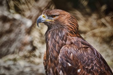Close up Portrait of Golden Eagle (Aquila Chrysaetos Canadensis) clipart