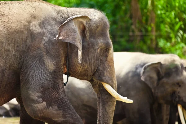 Великий Милий Слон Зоопарку — стокове фото