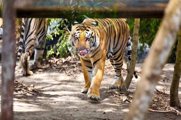 Majestätisk Tiger Panthera Tigris — Stockfoto