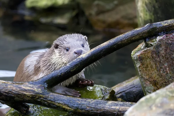 Weasel Wild Rocks — Stock Photo, Image