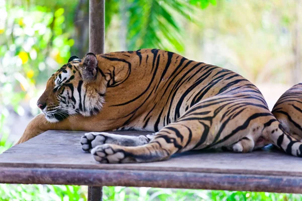 Величественный Тигр Пантера — стоковое фото