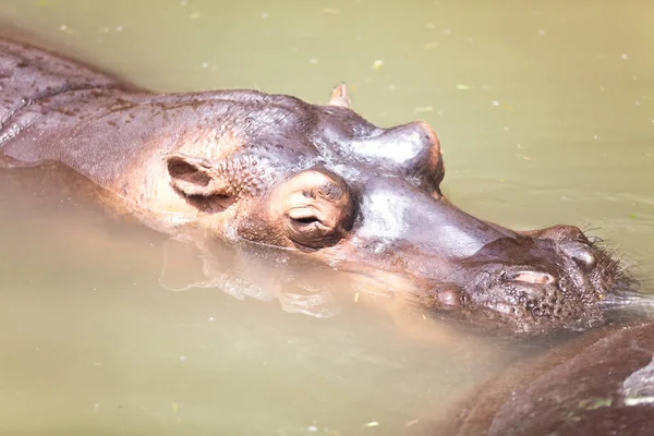 Grandes Hipopótamos Hippopotamus Amphibius — Fotografia de Stock