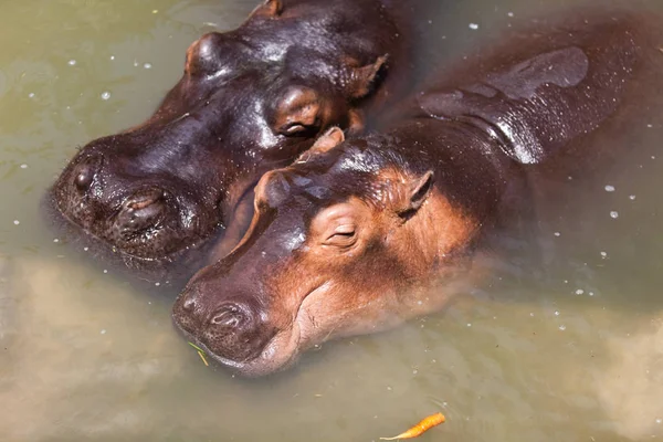 Grandes Hipopótamos Hippopotamus Amphibius — Fotografia de Stock