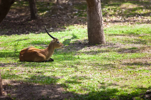 Stydlivá Antilopa Zoo — Stock fotografie