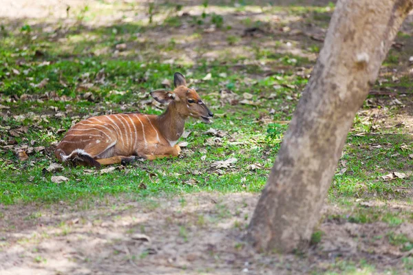 Antílope Tímido Zoológico —  Fotos de Stock