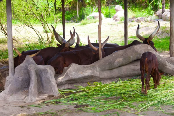 Big Horn Zoo — Stock Photo, Image