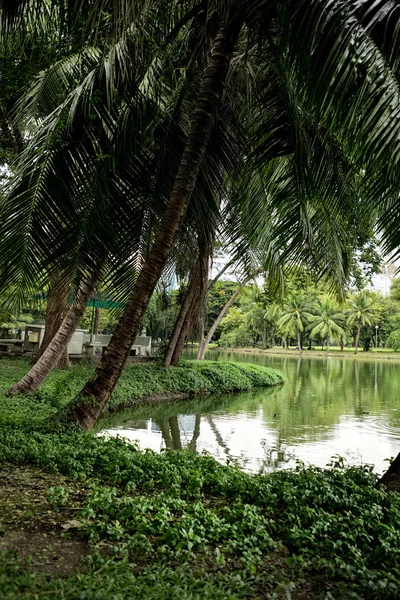 タイのバンコクにあるLumphini Parkのヤシの木と湖畔の景色 — ストック写真
