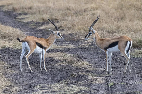 Westelijke Thomson Gazelles Eudorcas Nasalis Masai Mara Provincie Narok Kenya — Stockfoto