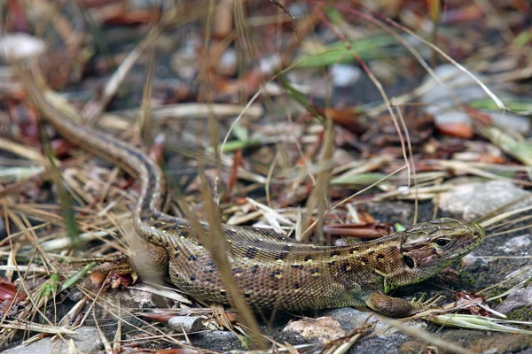 Cerca Feminina Lagarto Lacerta Agilis — Fotografia de Stock