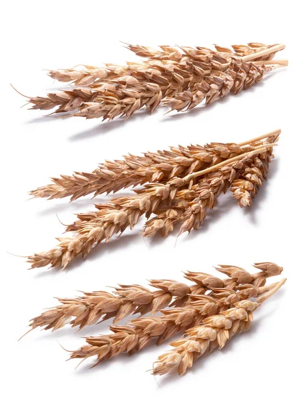 Set Spighe Frumento Triticum Spp Sentieri Ritaglio Ombre Separate Infinite — Foto Stock