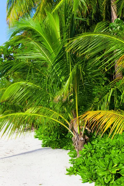 Holiday Paradise Beach — Stock Photo, Image