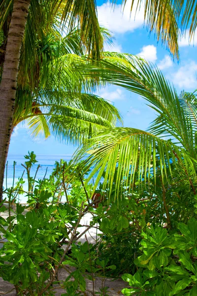 Vakantie Paradijs Het Strand — Stockfoto