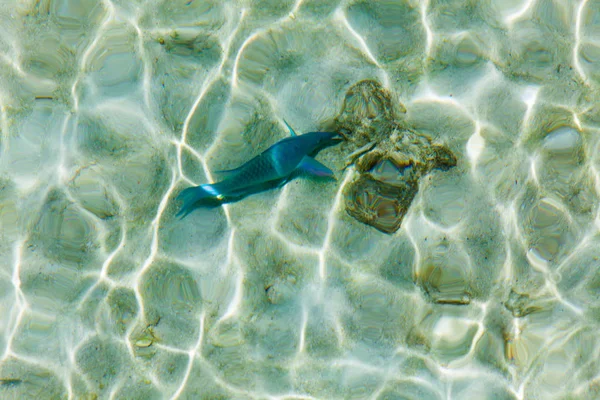 Unterwasserblick Auf Das Meer Und Fische — Stockfoto