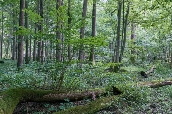 Elzenboom Loofbomen Zomer Bialowieza Forest Polen Europa — Stockfoto