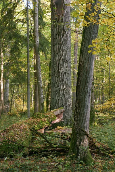 秋の朝日の出 ビャウォヴィエジャの森 ポーランド ヨーロッパの落葉性スタンド — ストック写真
