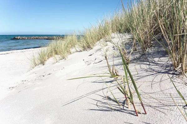 Dune Sable Sur Plage Mer Baltique — Photo