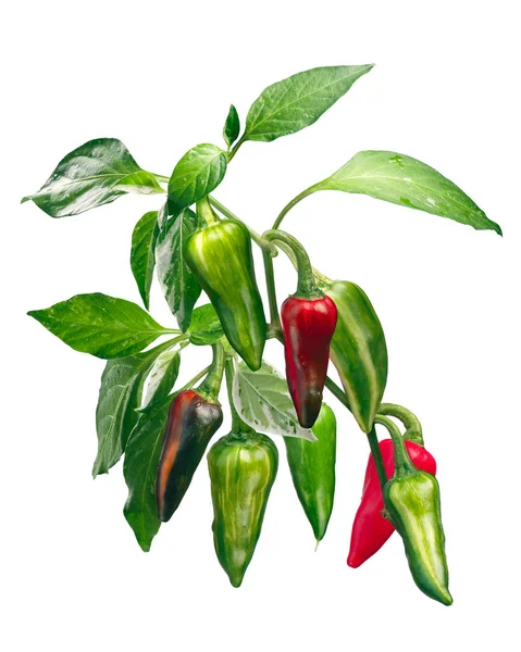 Papryka Chile Capsicum Annuum Roślina Strąkach Ścieżka Wycinania — Zdjęcie stockowe