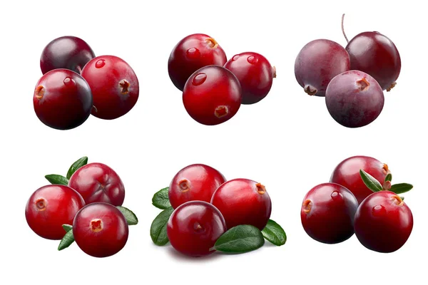 Wild Cranberries Vaccinium Oxycoccus Leaves Arranged Three Clipping Paths Shadows — Stock Photo, Image