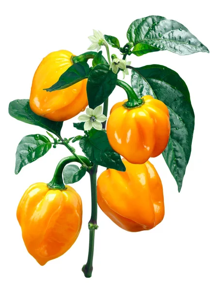 Numex Suave Orange Habanero Chile Pepper Capsicum Chinense Roślina Strąków — Zdjęcie stockowe