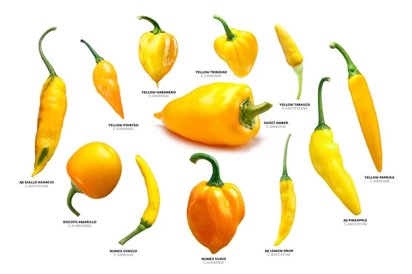 Yellow Capsicums Pepper Pods Annuum Baccatum Chinense Frutescens Pubescens Species — Stock Photo, Image