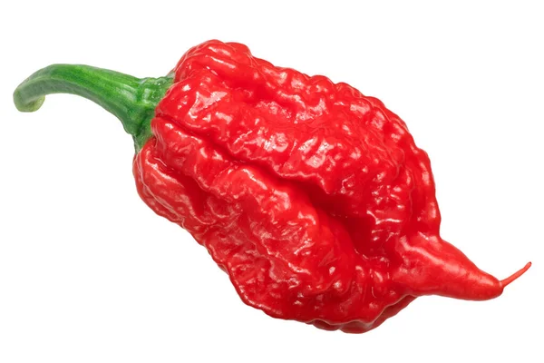 Carolina Reaper Pepper Capsicum Chinense Frutescens Extremely Hot Chile Milllion — Stock Photo, Image