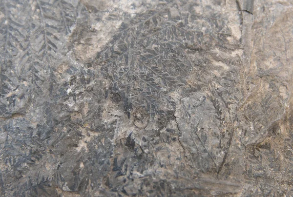 石炭纪蕨类植物叶化石的极端接近 — 图库照片