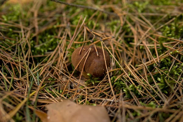 Xerocomus Mushroom Growing Ground Moss Needles — Stock Photo, Image