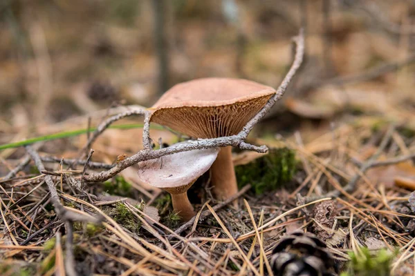 Cogumelos Chão Dentro Uma Floresta Durante Estação Outono — Fotografia de Stock