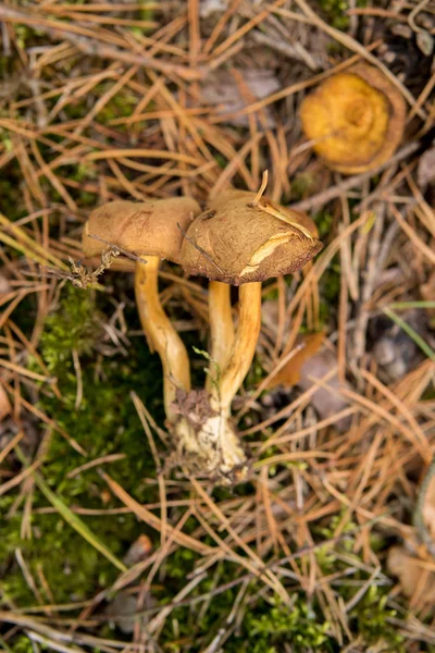 Mushrooms Ground Forest Autumn Season — Stock Photo, Image