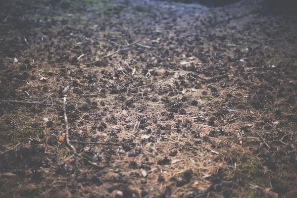 Viele Tannenzapfen Die Wald Auf Dem Boden Liegen — Stockfoto
