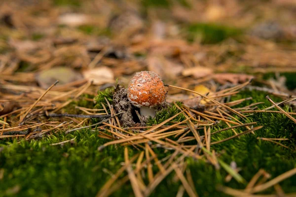 Pequena Amanita Muscaria Crescendo Floresta Chão Com Musgo Agulhas — Fotografia de Stock