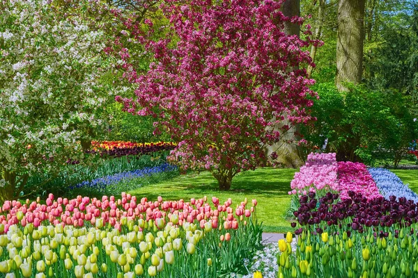 Весна Нидерландах Цветочные Кровати Различными Видами Тюльпанов — стоковое фото
