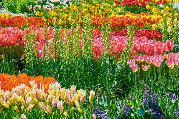 Aiuola Diversi Tipi Tulipani Colore — Foto Stock