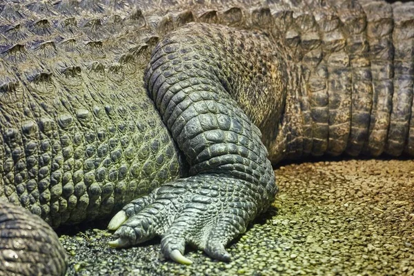 Detalhe Closeup Crocodilo Perna Traseira Textura Pele — Fotografia de Stock