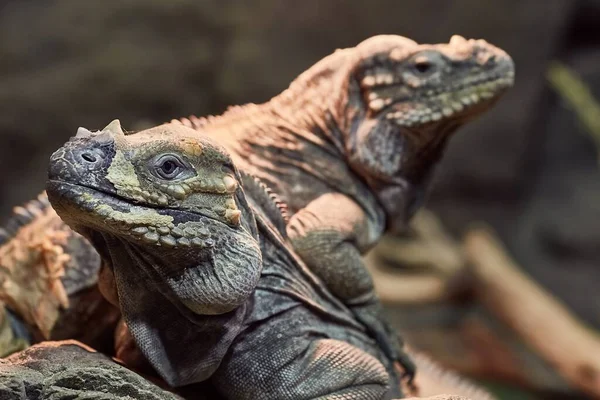 Iguanas Resting Calmly Rock — Stock Photo, Image