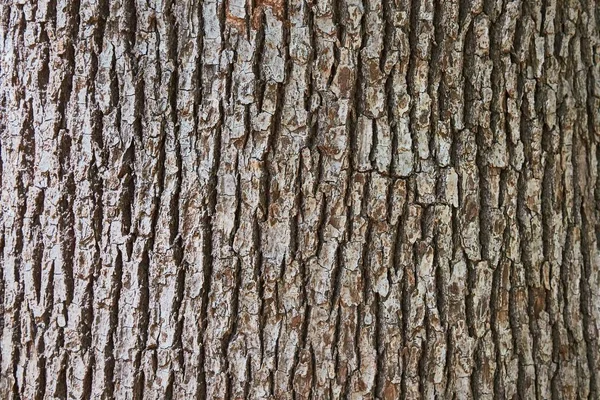 Rindenstruktur Eines Baumstammes — Stockfoto