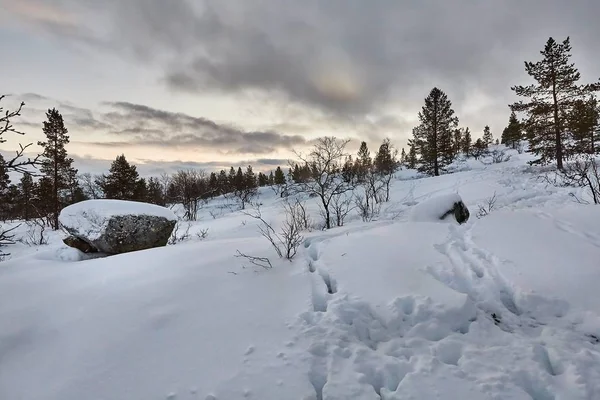 フィンランド北部の雪に覆われた冬の風景 — ストック写真