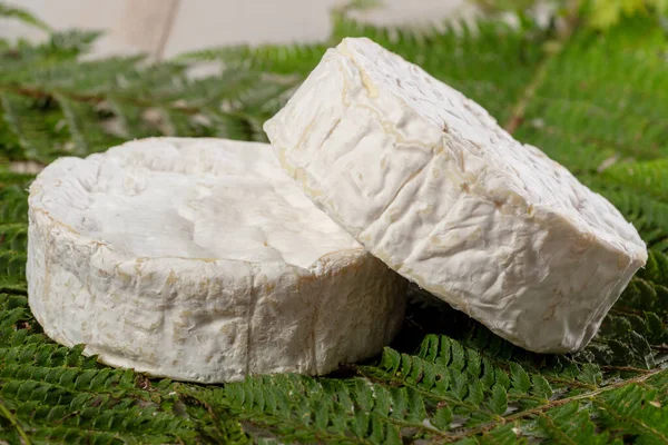 Delicioso Camembert Normandia Queijo Produtos Lácteos — Fotografia de Stock