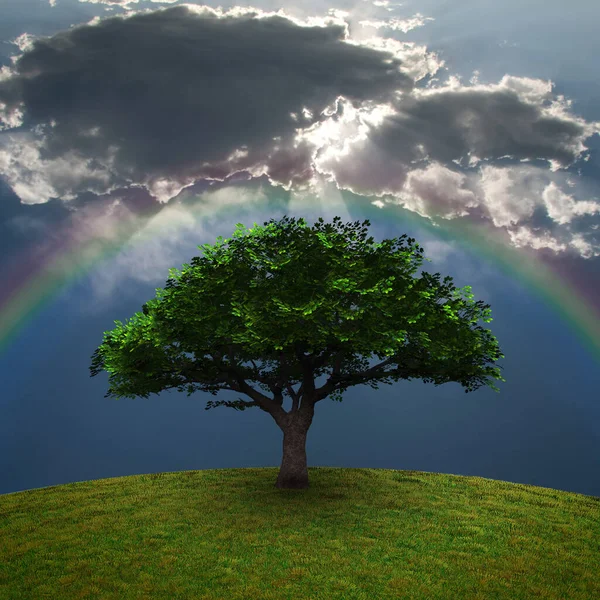 Groene Boom Dramatische Wolken Regenboog Weergave — Stockfoto