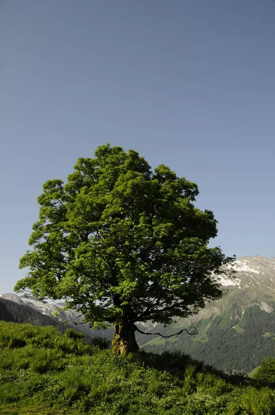 Bordo Hochflaeschen Suíça — Fotografia de Stock