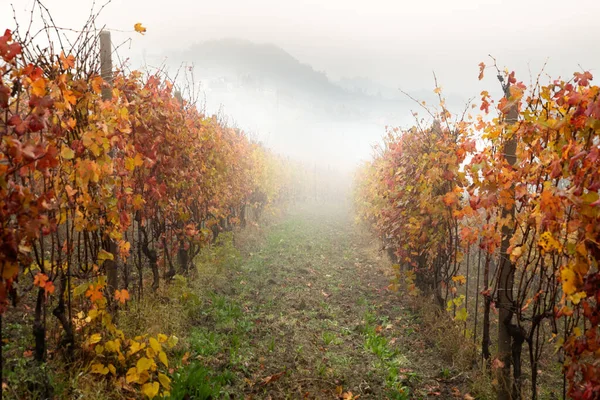 意大利皮埃蒙特Langhe Barolo葡萄酒区 — 图库照片