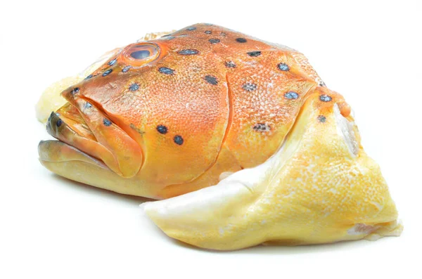 Grouper Vissen Hoofd Geïsoleerd Witte Achtergrond — Stockfoto