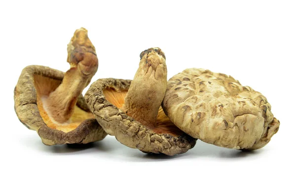 Getrocknete Shiitake Pilze Isoliert Auf Weißem Hintergrund — Stockfoto