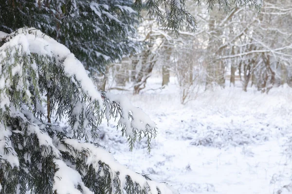 雪枝と遠景の木の森林森林の美しい冬の雪景色をクローズ アップ — ストック写真