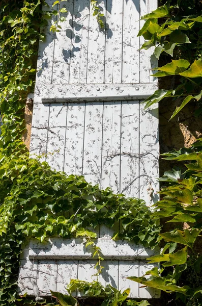 Pared Una Casa Completamente Cubierta Hiedra —  Fotos de Stock