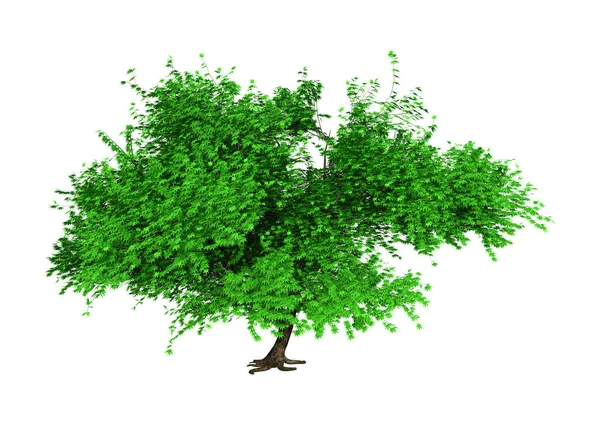 Rendering Grön Momiji Träd Isolerad Vit Bakgrund — Stockfoto