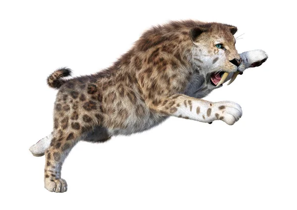 Rendering Sabertooth Tiger Isolated White Background — Stock Photo, Image